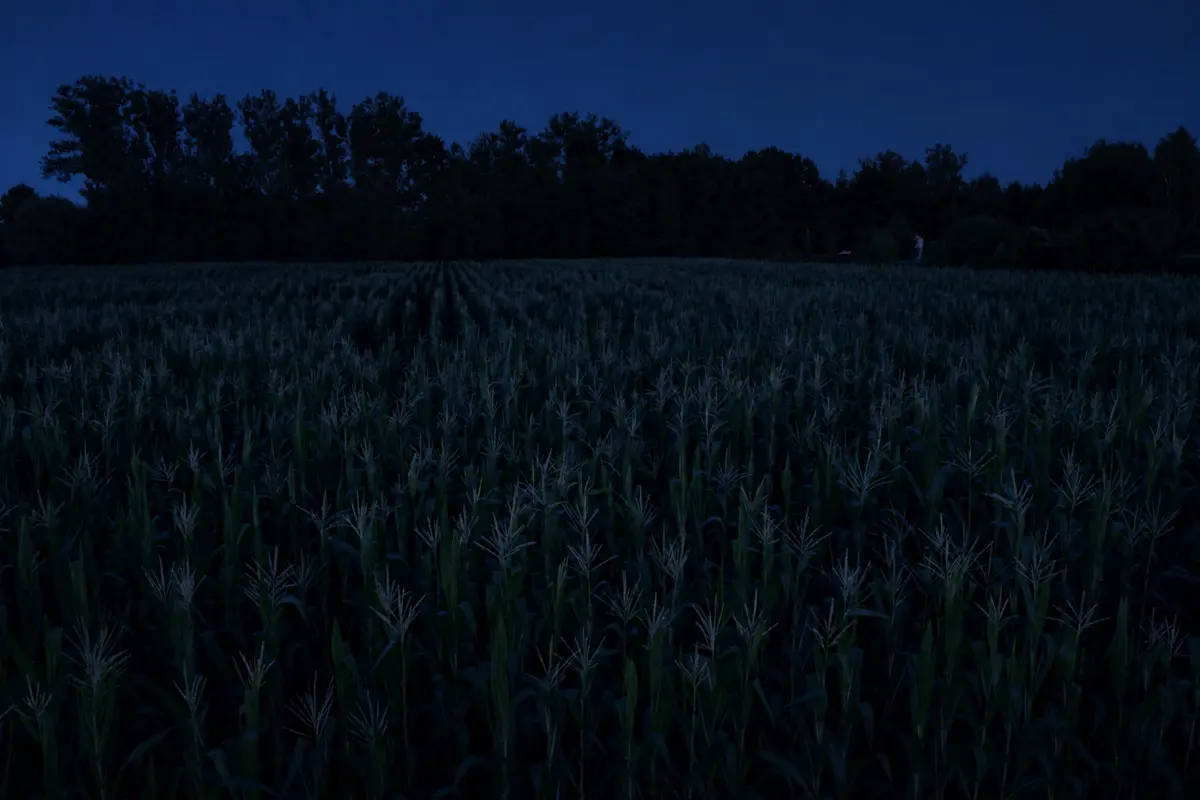Nocny labirynt w kukurydzy w Nieporęcie